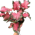 Caladium Red Flash | Bold Red & Green Tropical Foliage Plant | House Plant Shop