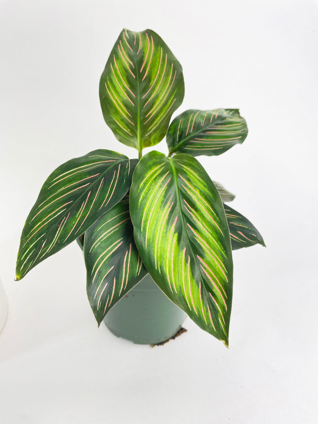Calathea Peacock Beauty Star