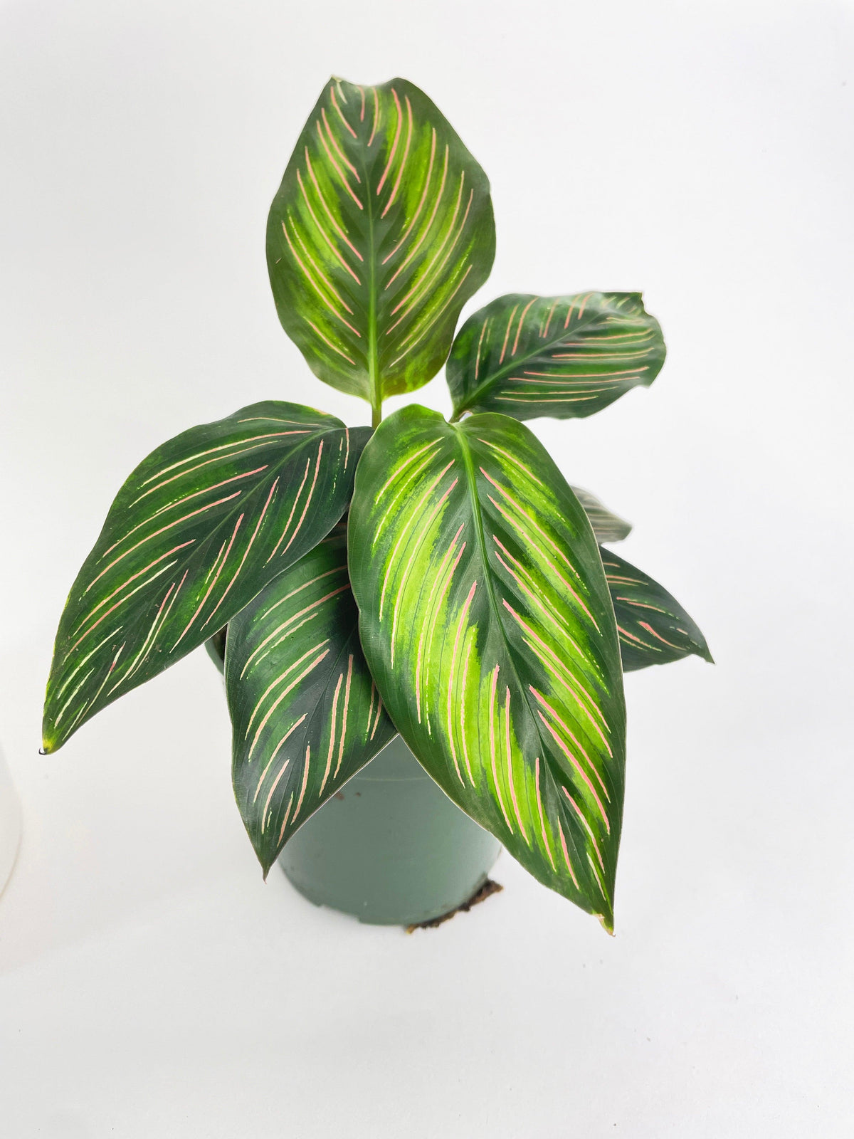 Calathea Peacock Beauty Star