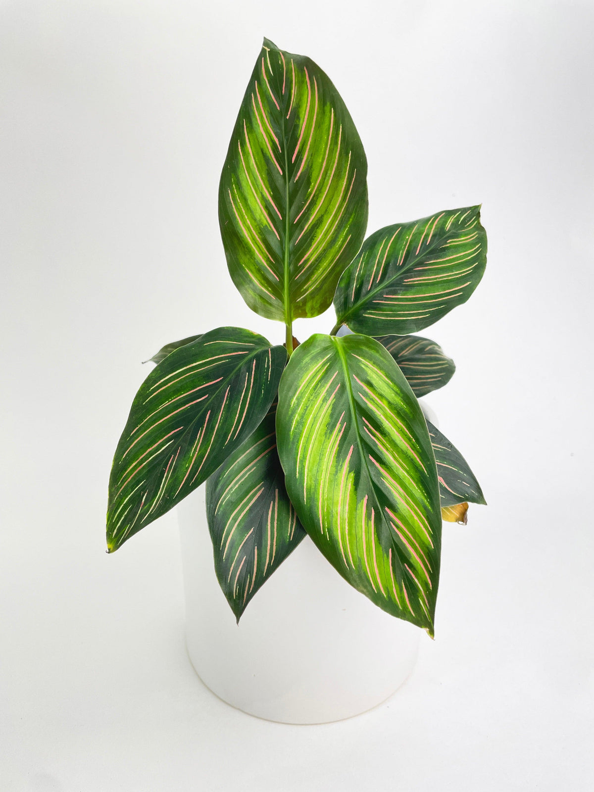 Calathea Peacock Beauty Star