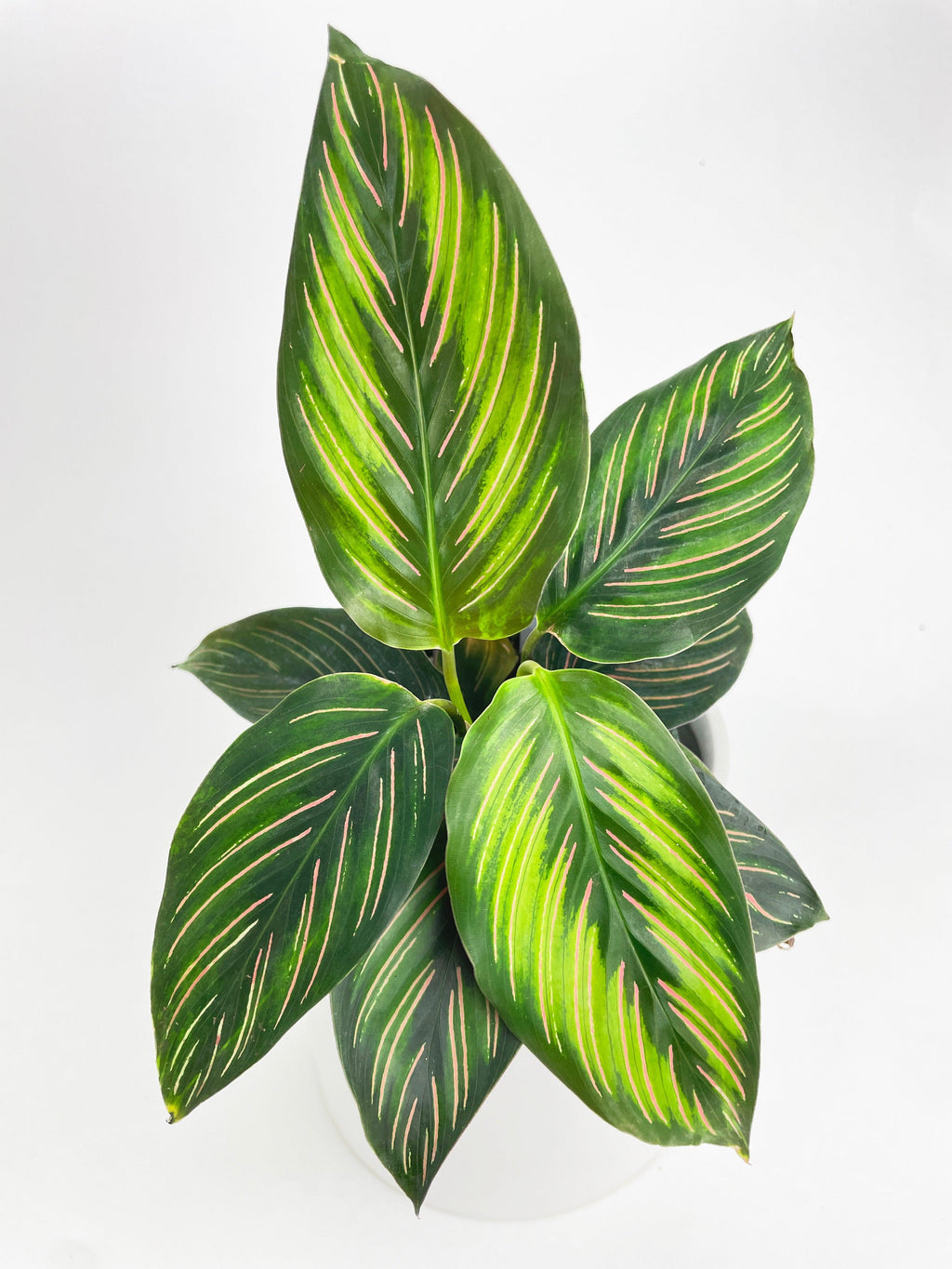 Calathea Peacock Beauty Star