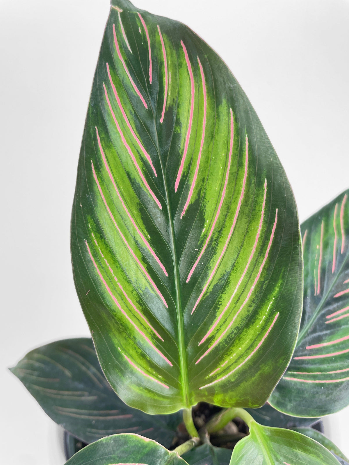 Calathea Peacock Beauty Star
