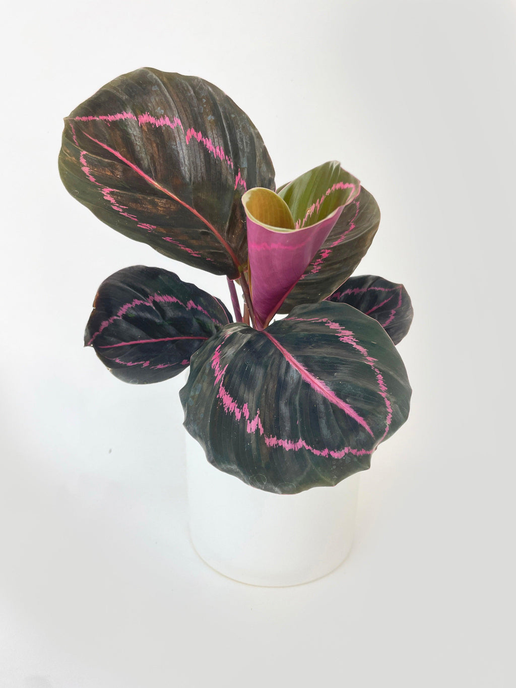 Calathea Dottie Roseopicta