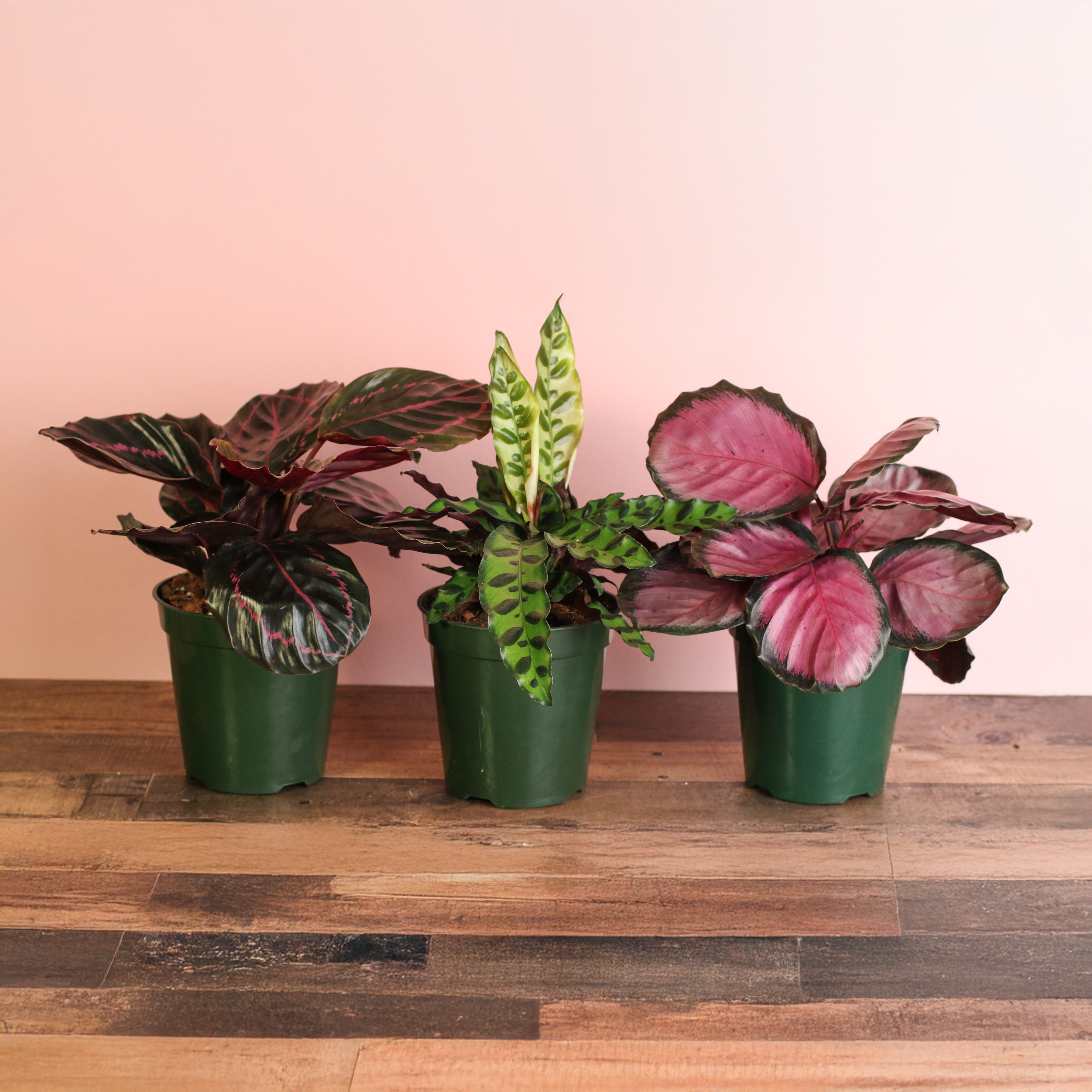 Calathea Dreams Come True Bundle