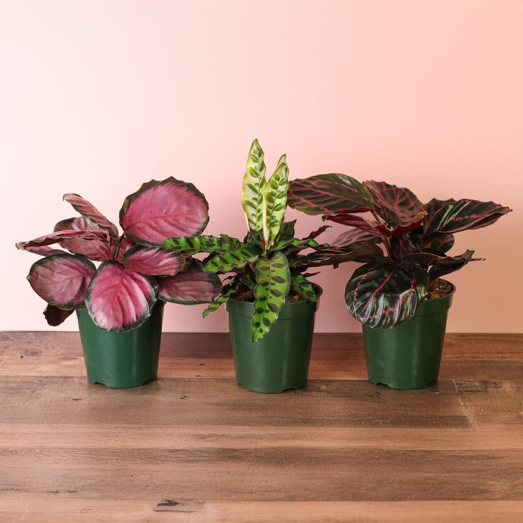Calathea Dreams Come True Bundle