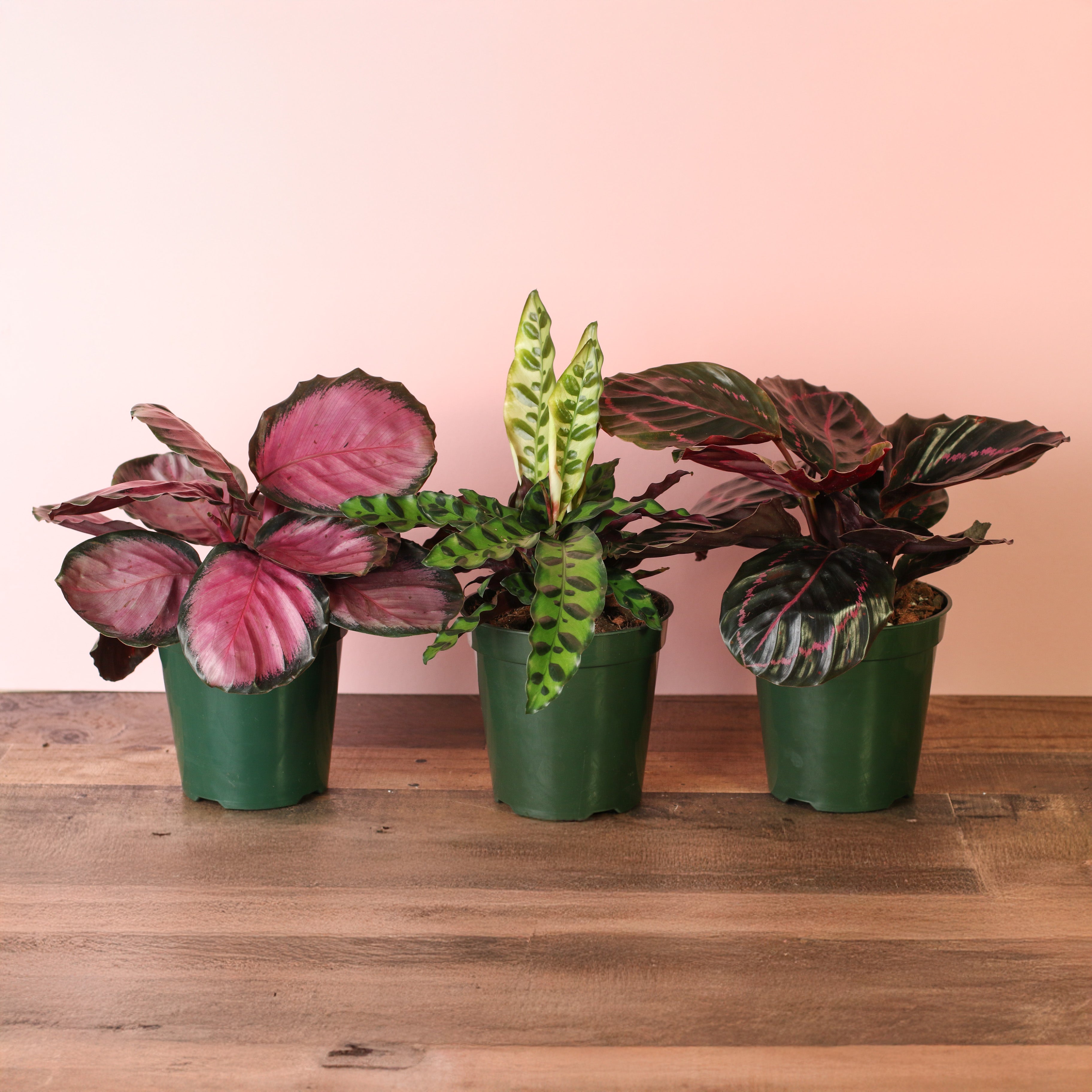 Calathea Dreams Come True Bundle