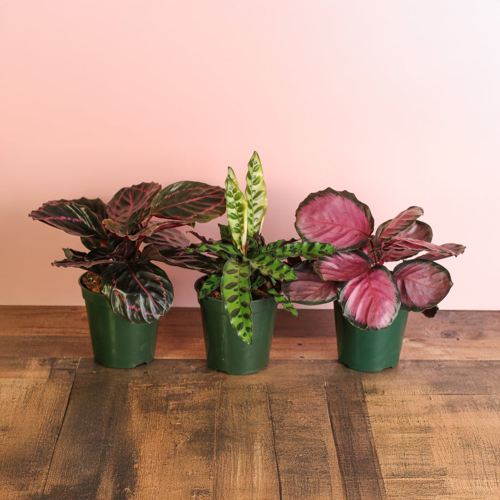 Calathea Dreams Come True Bundle