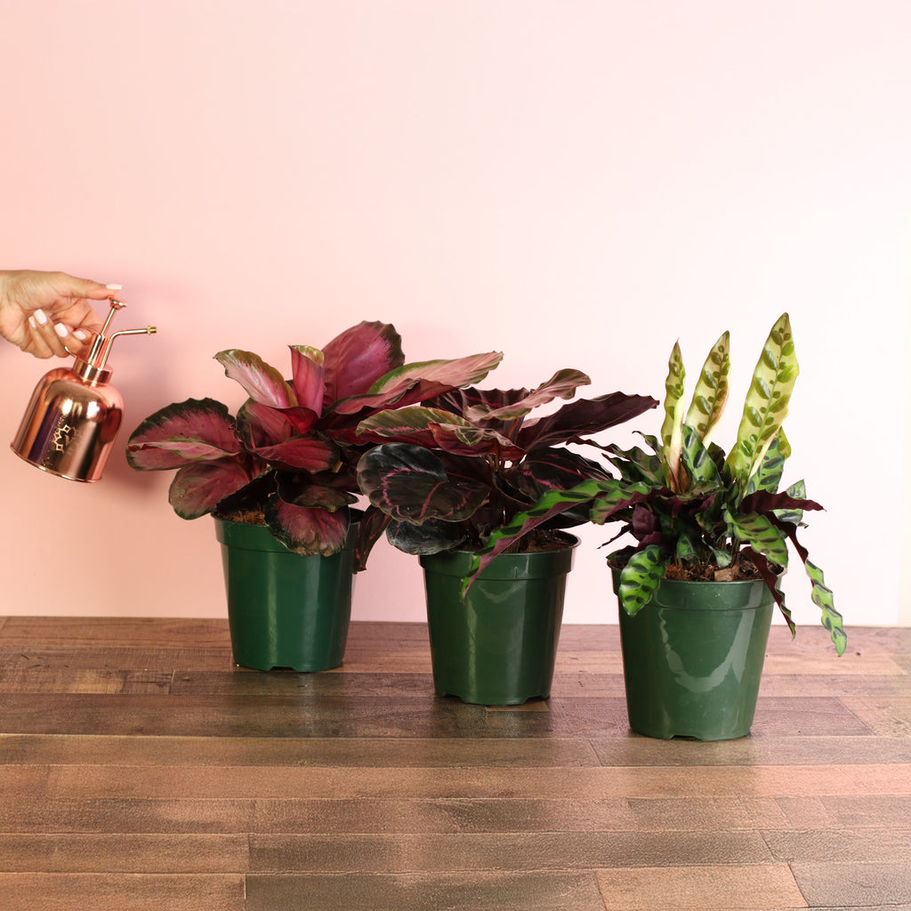 Calathea Dreams Come True Bundle