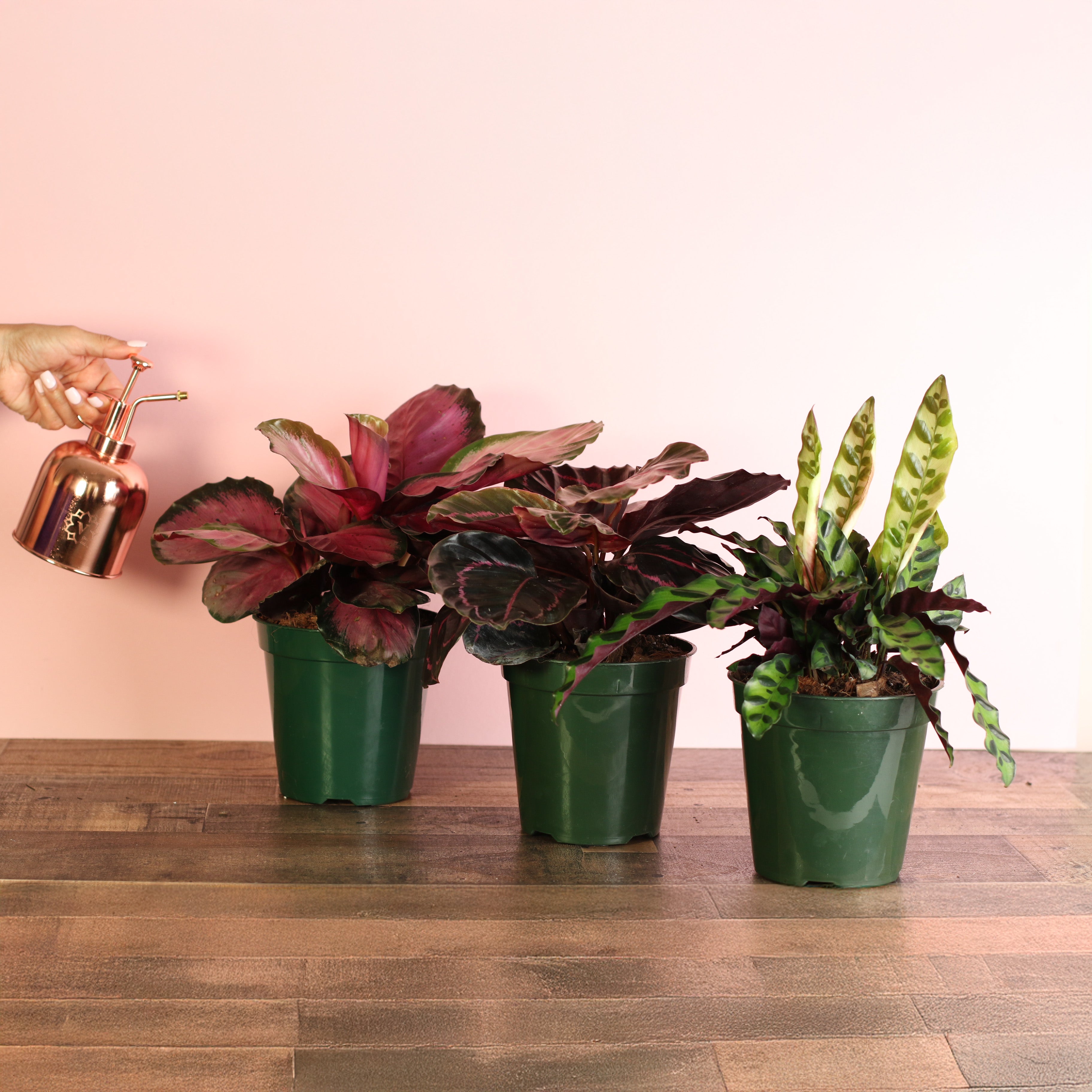 Calathea Dreams Come True Bundle