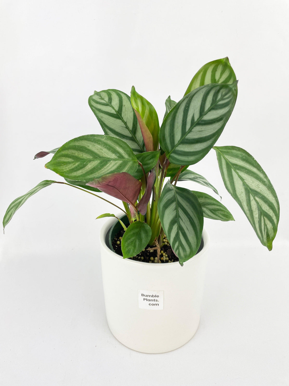 Calathea Freddie