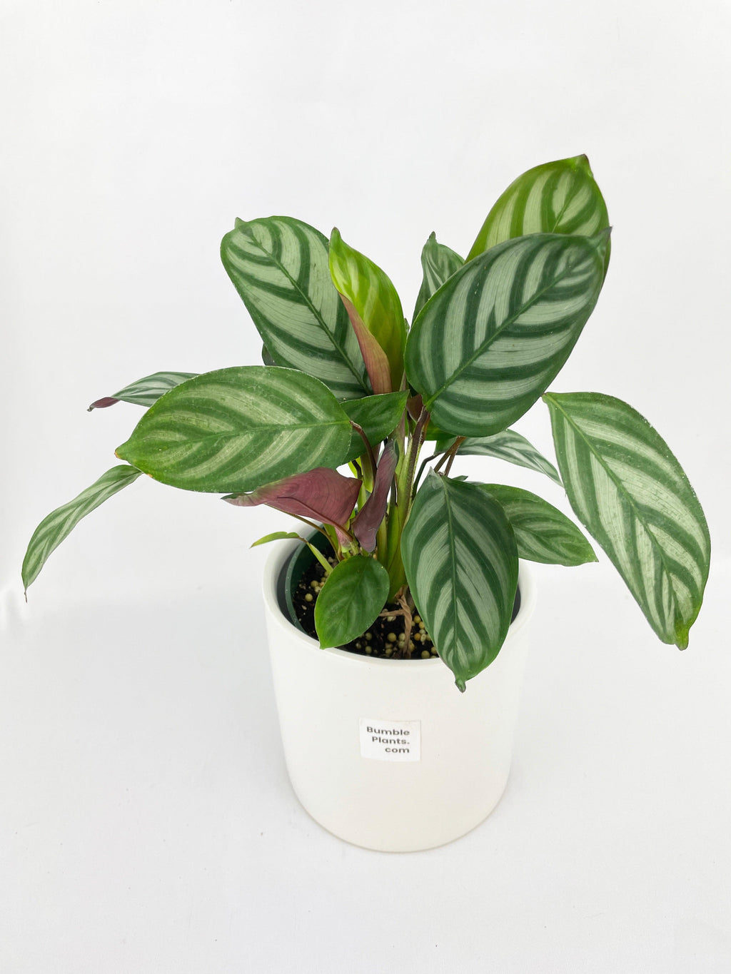 Calathea Freddie