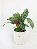 Calathea Freddie