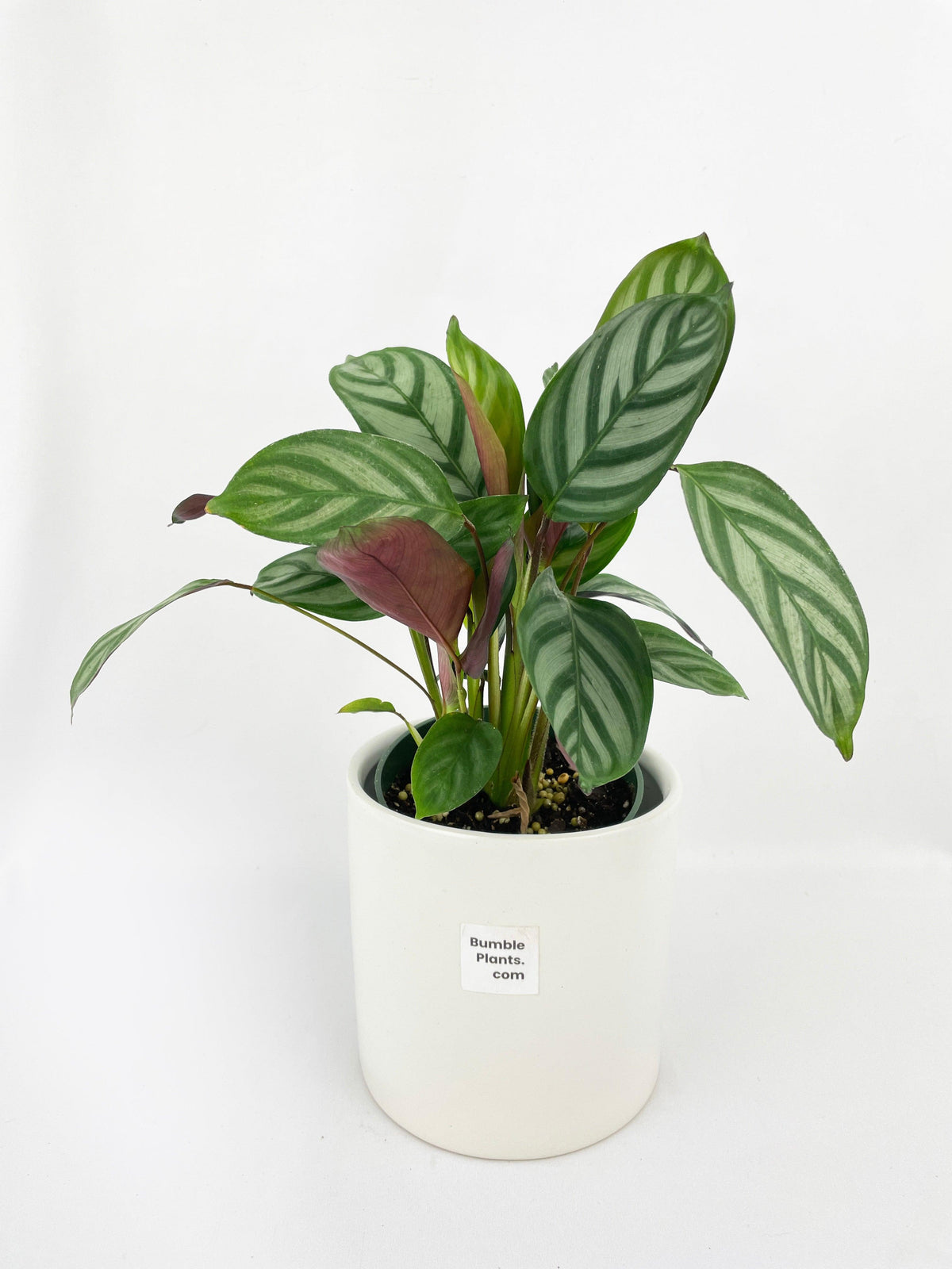 Calathea Freddie
