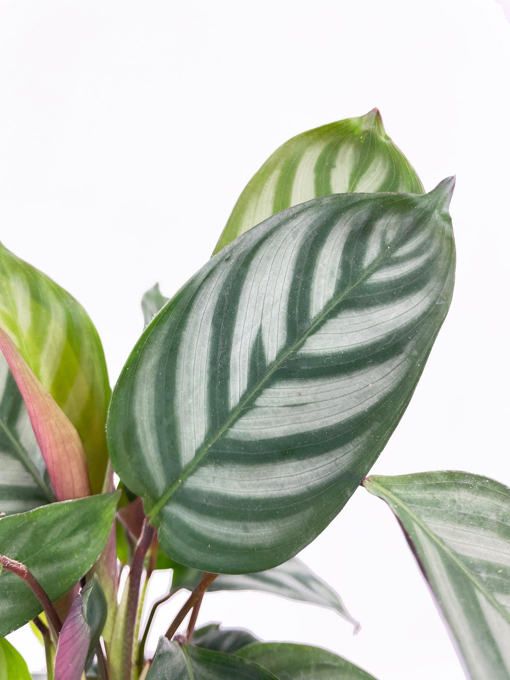 Calathea Freddie