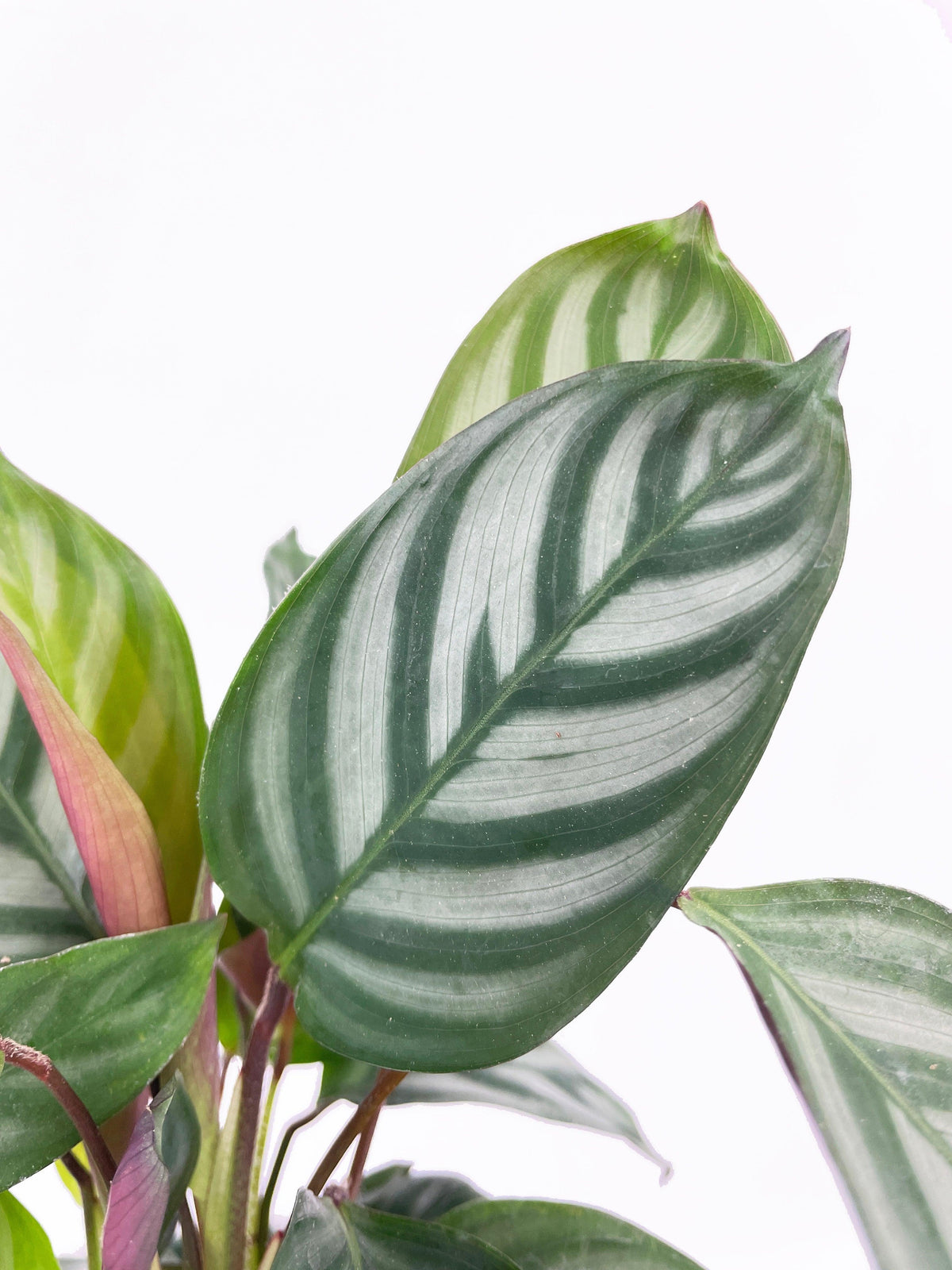 Calathea Freddie