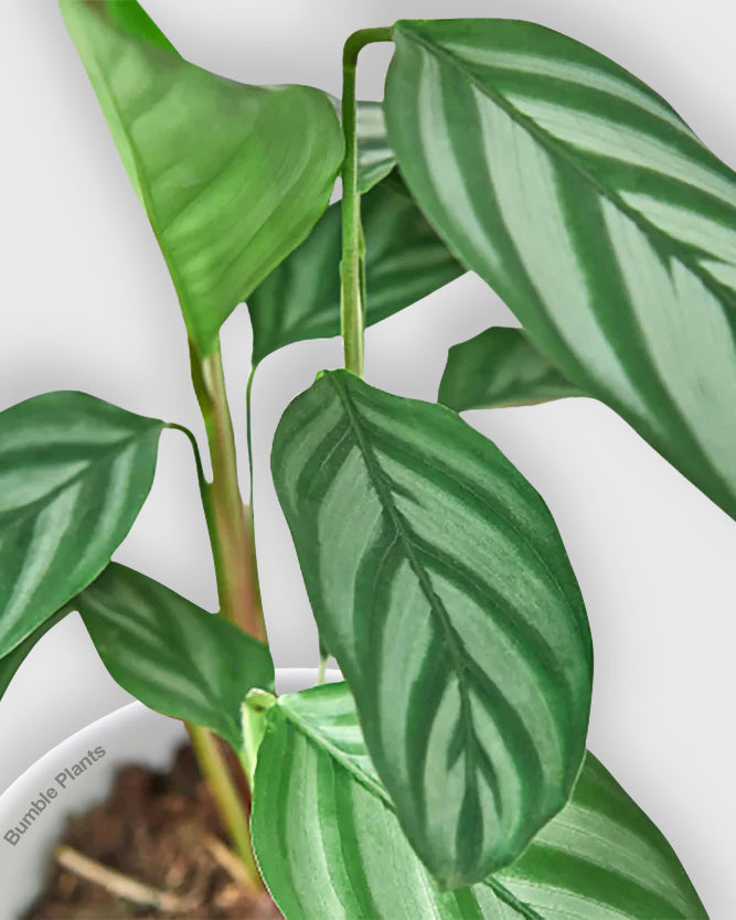 Calathea 'Grey Star'