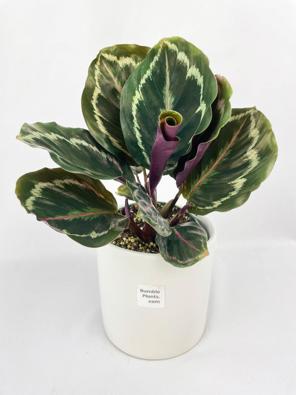 Calathea Medallion