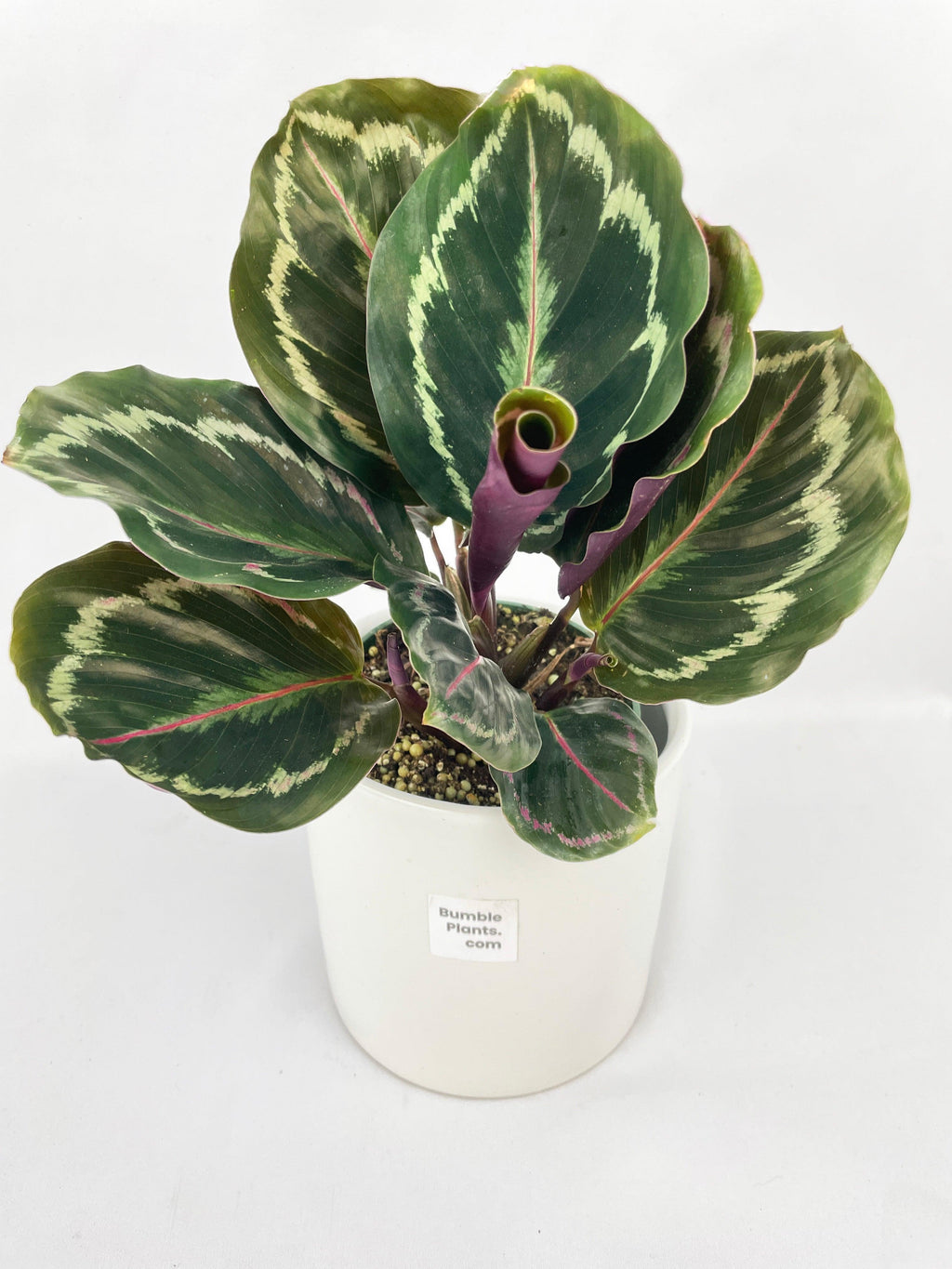 Calathea Medallion