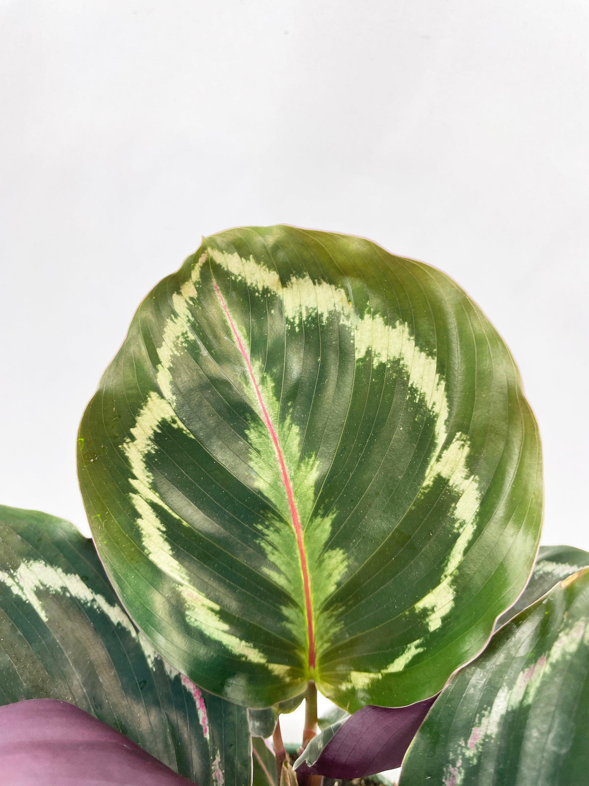 Calathea Medallion