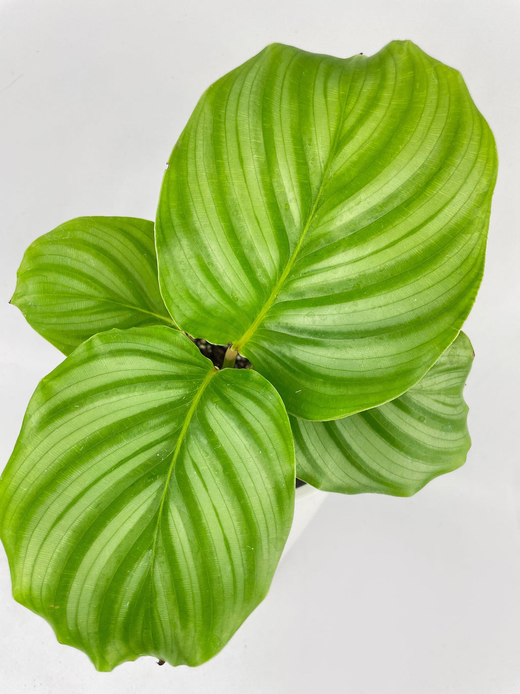Calathea Orbifolia