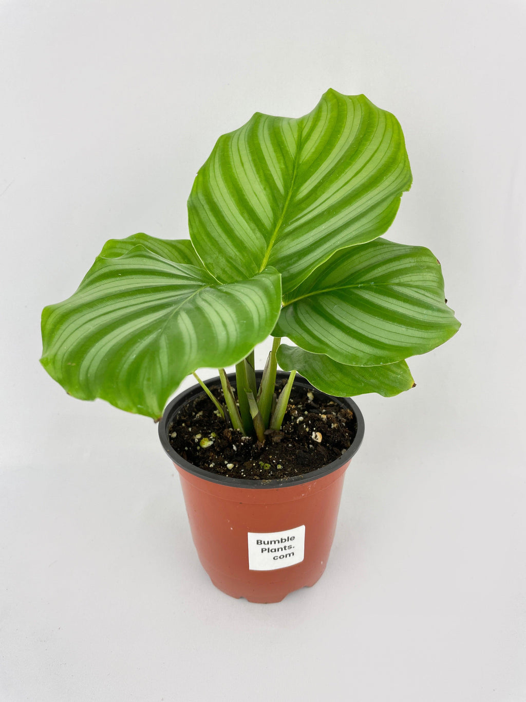Calathea Orbifolia