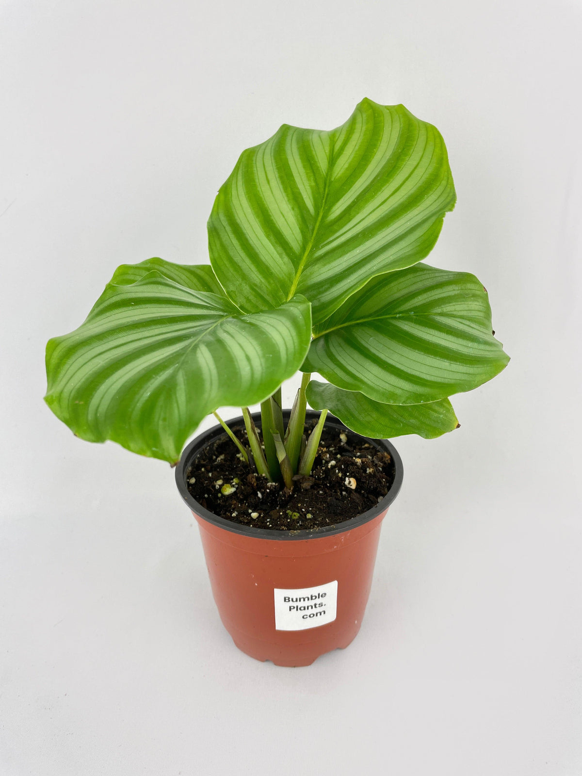 Calathea Orbifolia