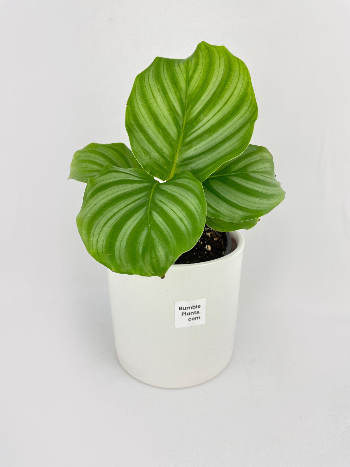 Calathea Orbifolia