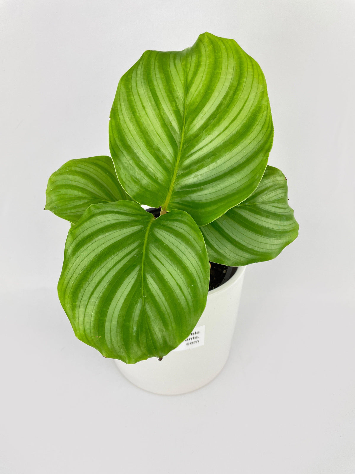 Calathea Orbifolia