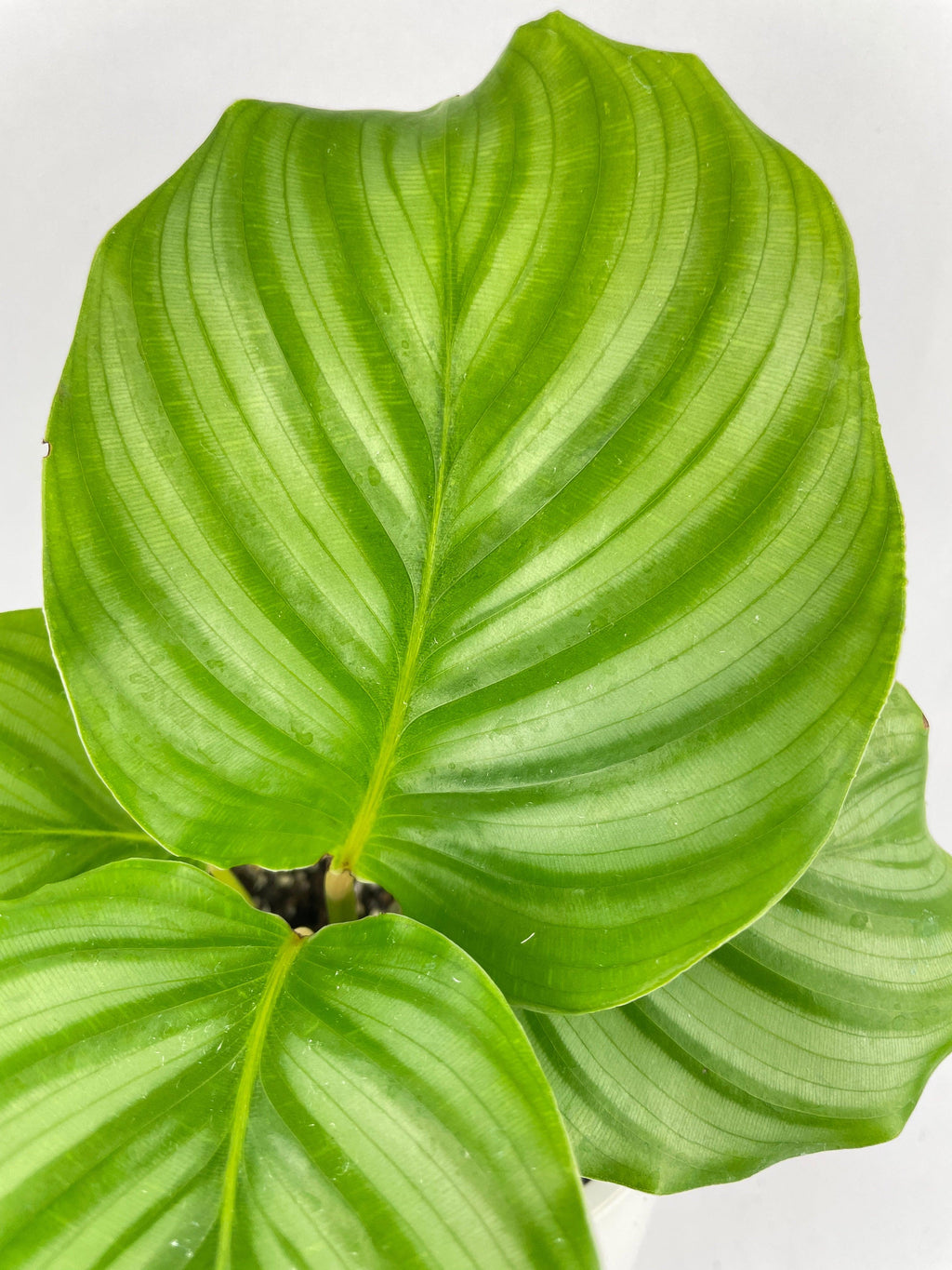 Calathea Orbifolia