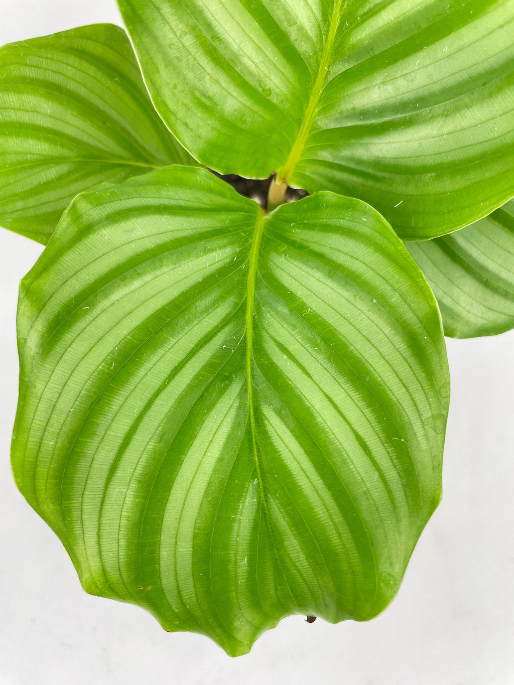 Calathea Orbifolia