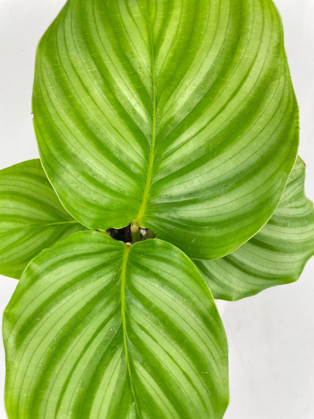 Calathea Orbifolia