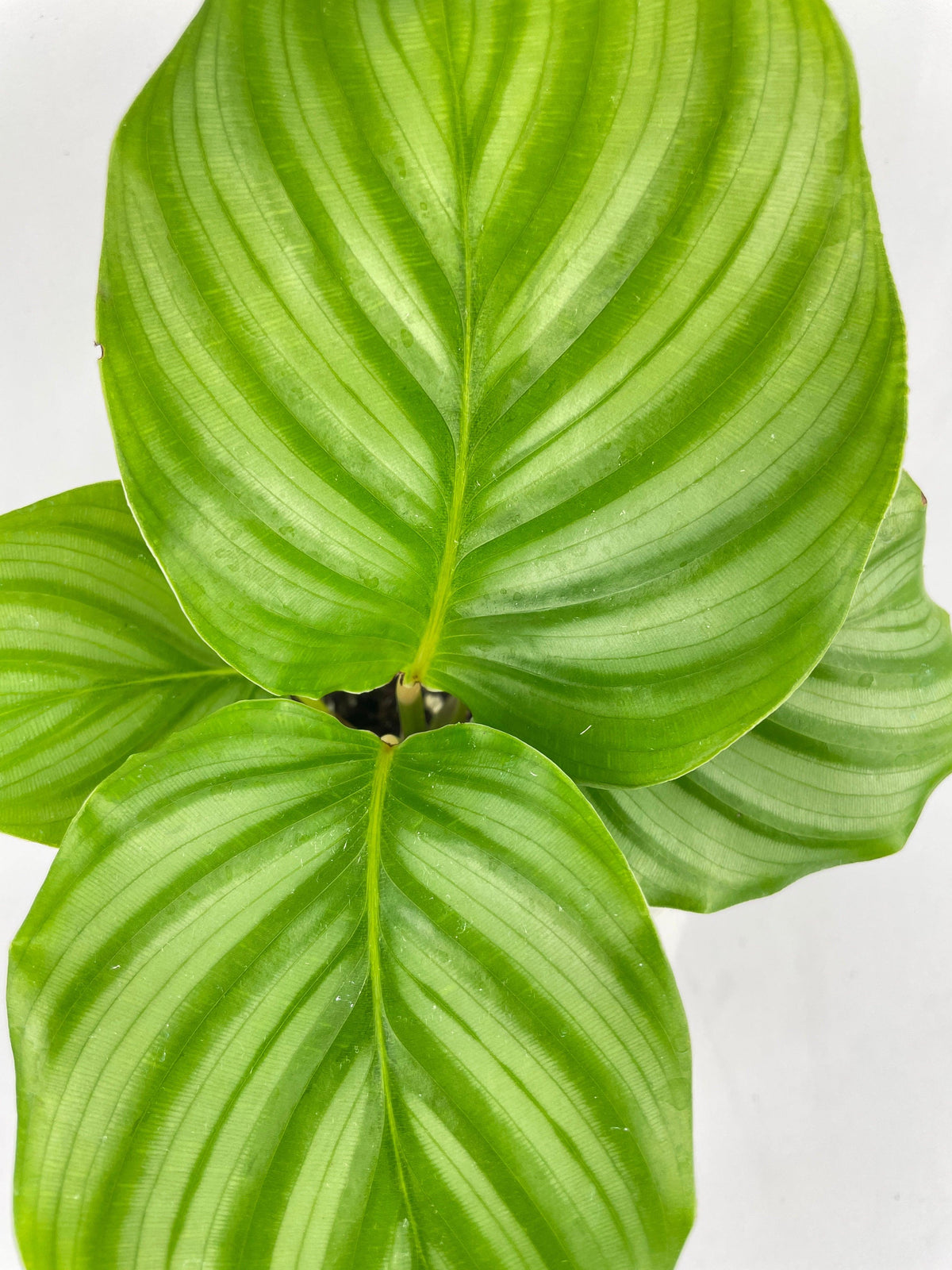 Calathea Orbifolia