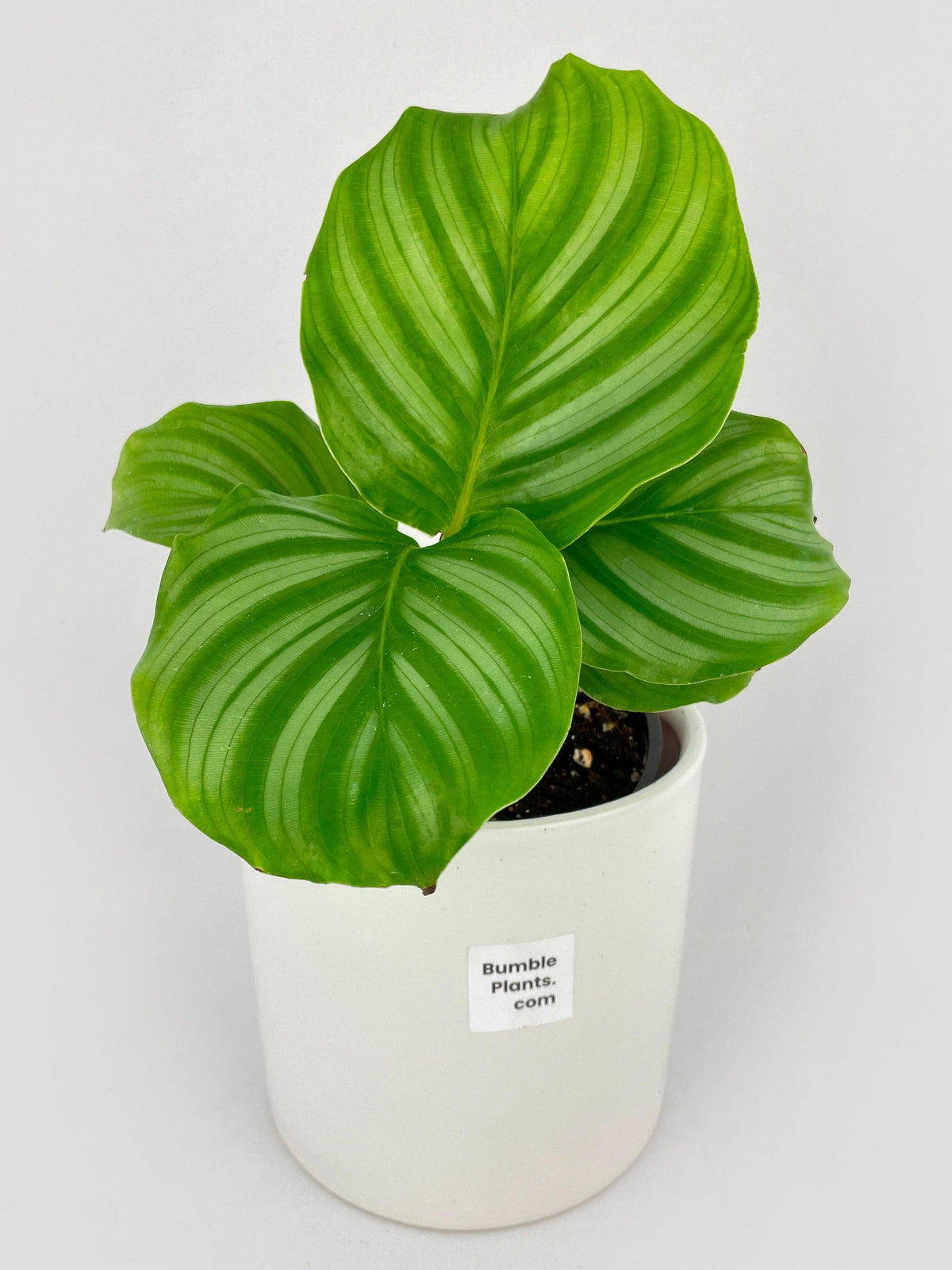 Calathea Orbifolia