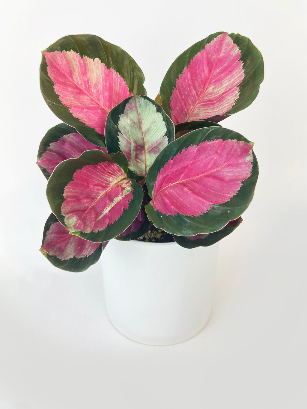 Calathea Roseopicta Crimson