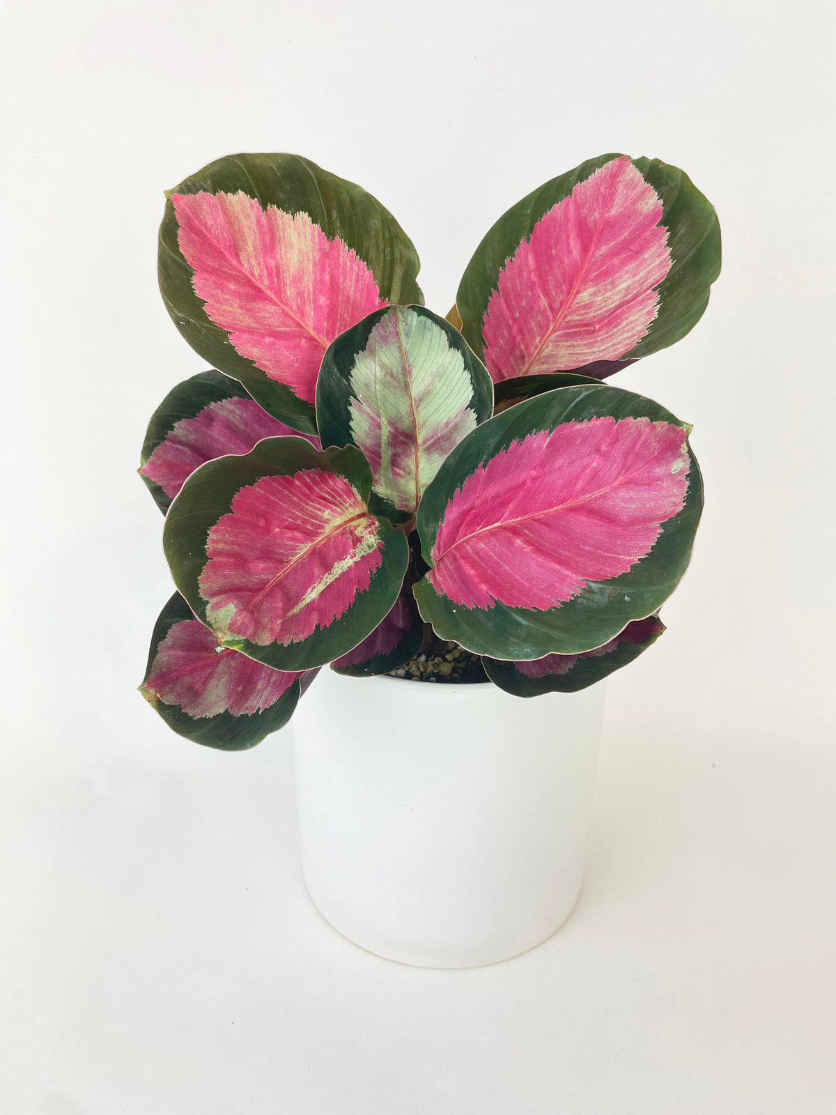 Calathea Roseopicta Crimson
