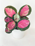 Calathea Roseopicta Crimson