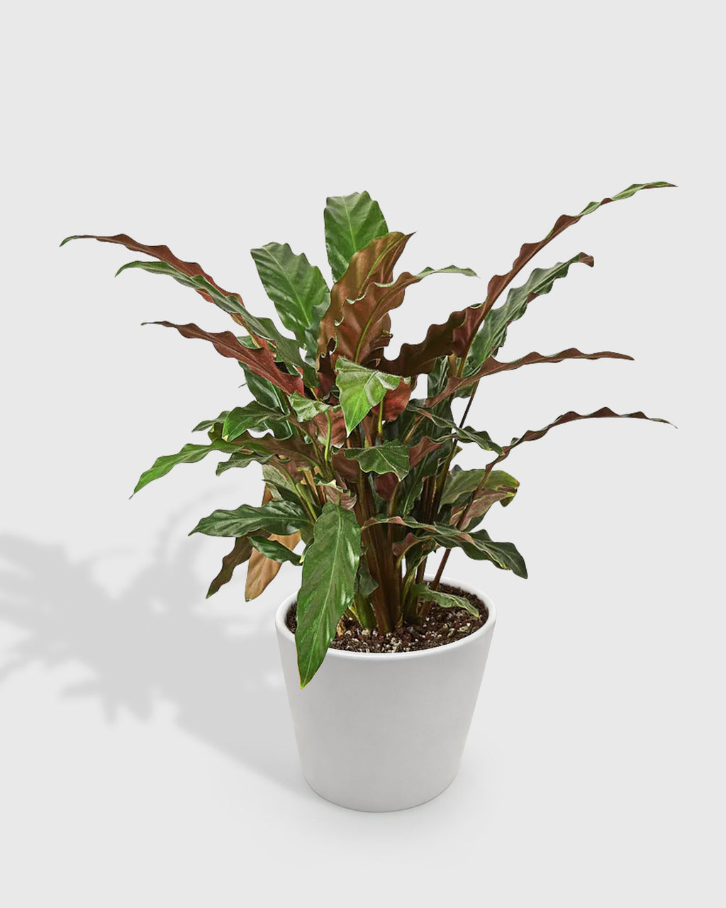 Calathea Rufibarba 'Furry Feather'