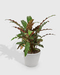 Calathea Rufibarba 'Furry Feather'