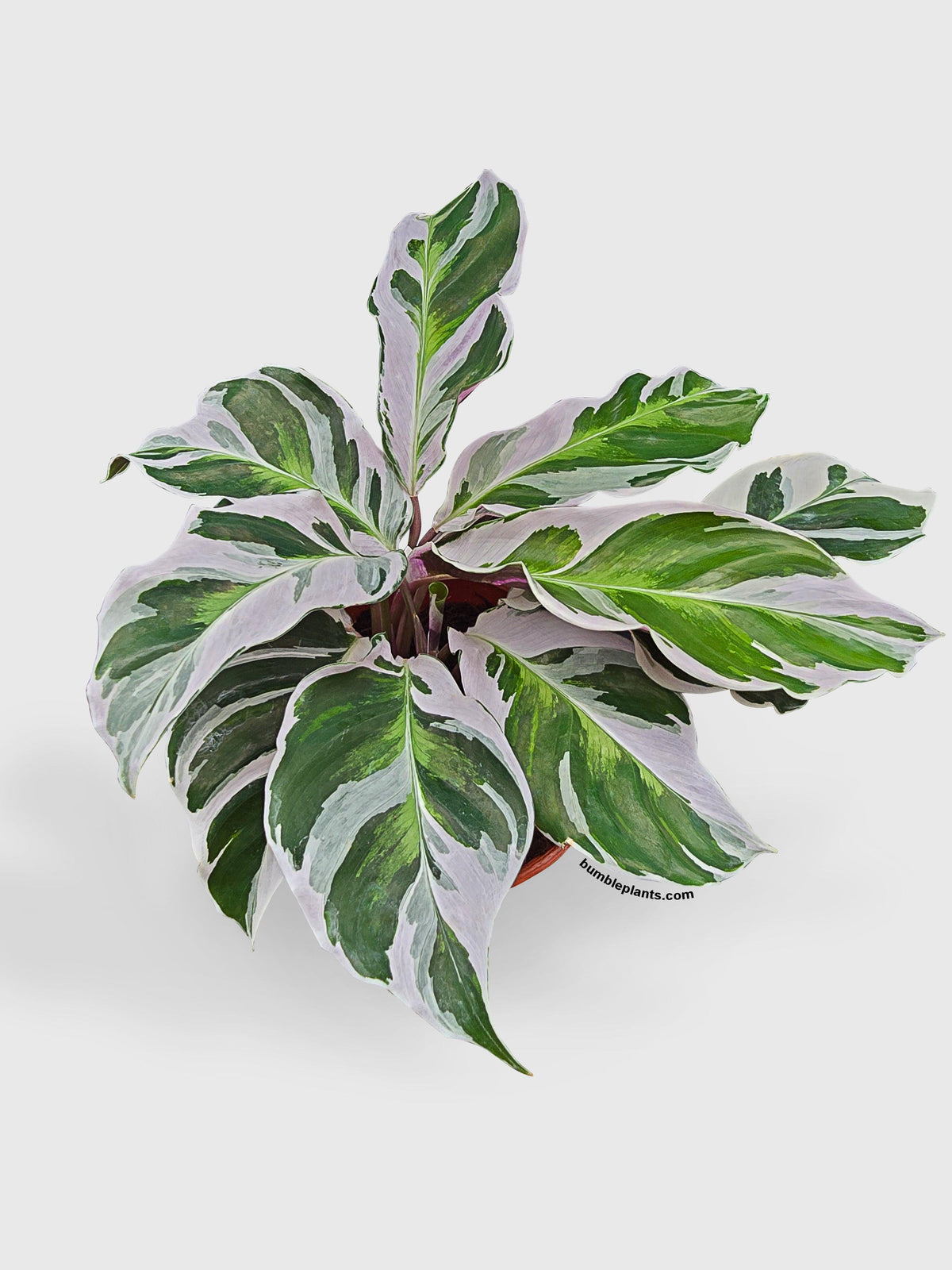 Calathea White Fusion