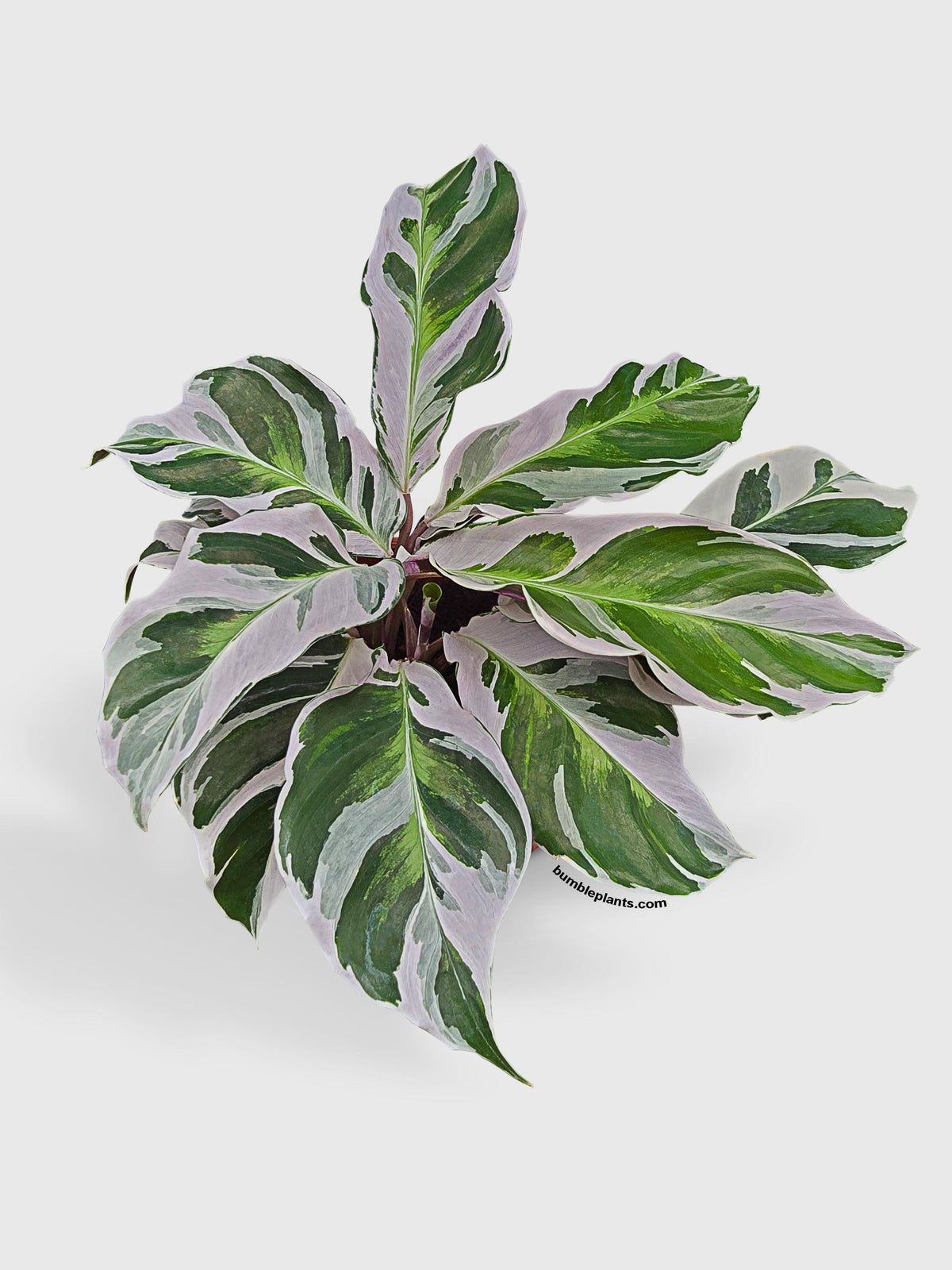 Calathea White Fusion