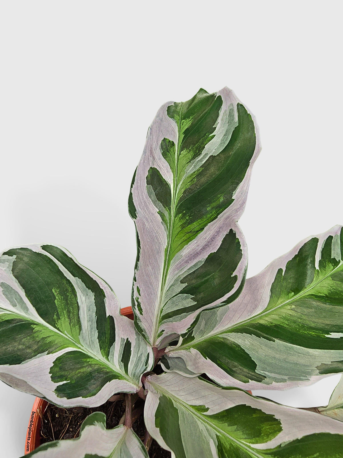 Calathea White Fusion