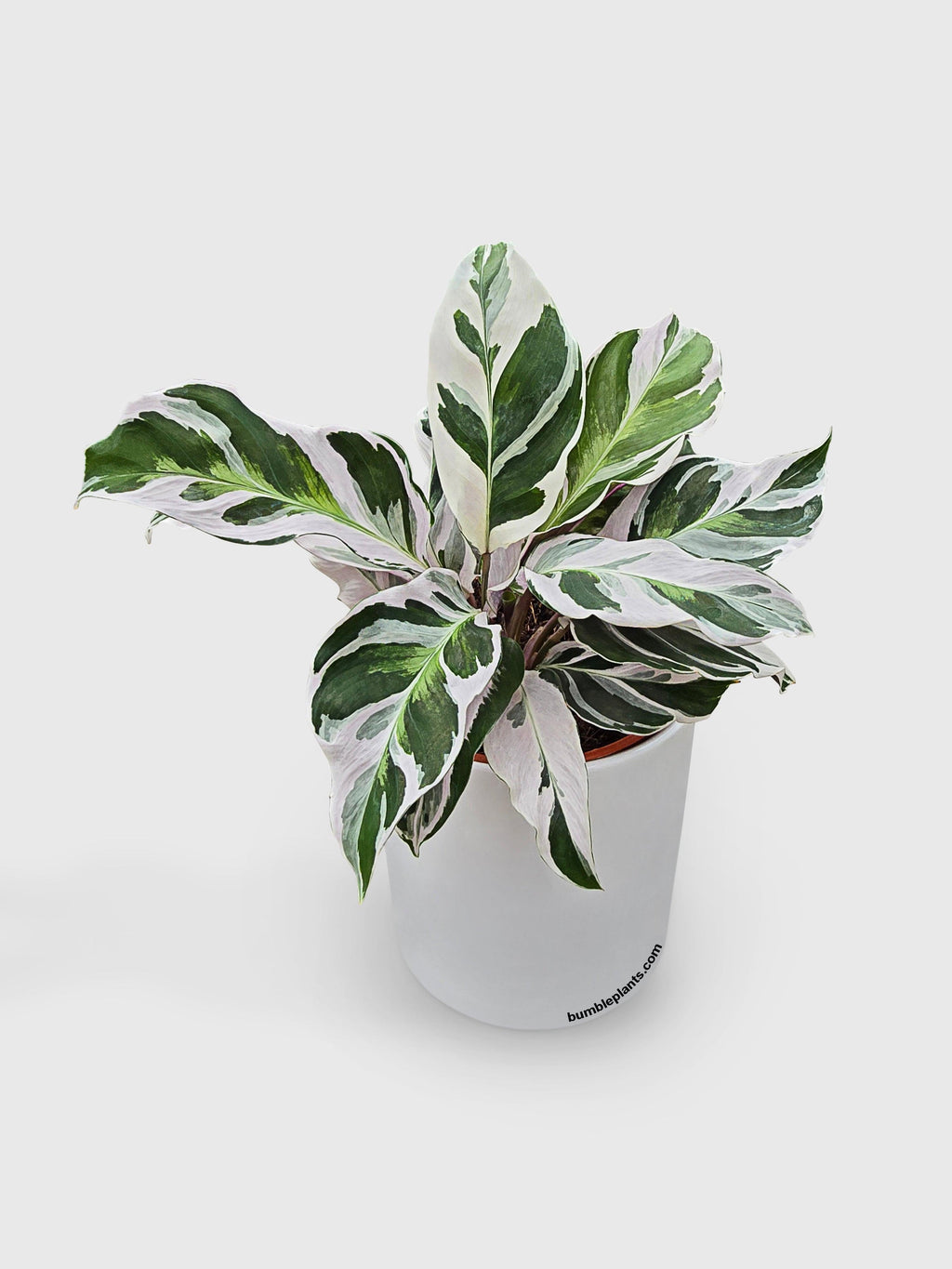 Calathea White Fusion