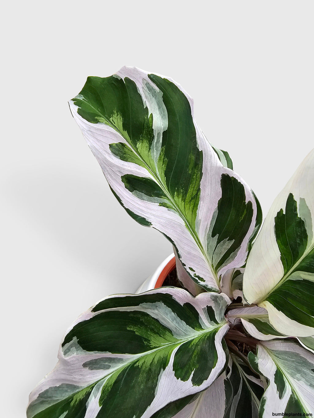 Calathea White Fusion