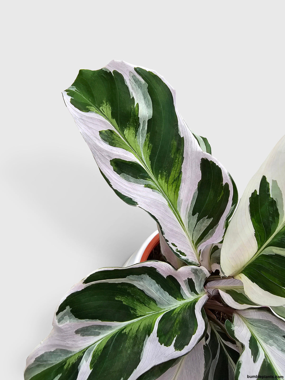 Calathea White Fusion