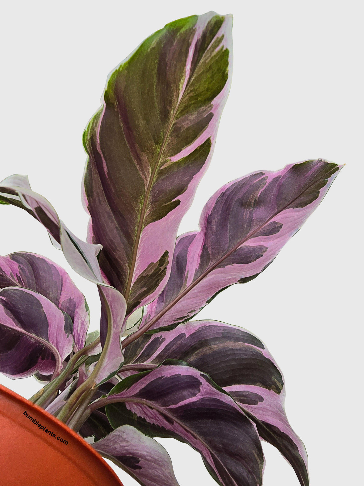 Calathea White Fusion