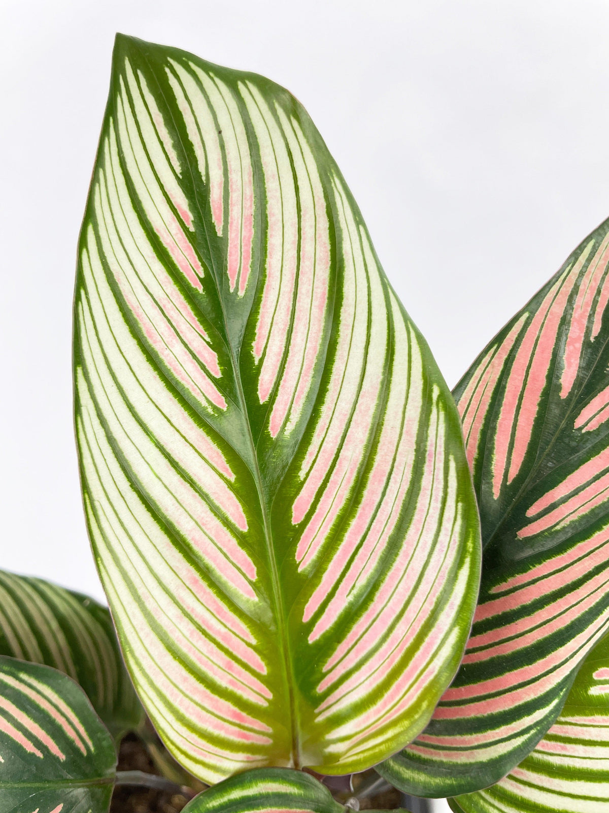 Calathea Majestica 'White Star'