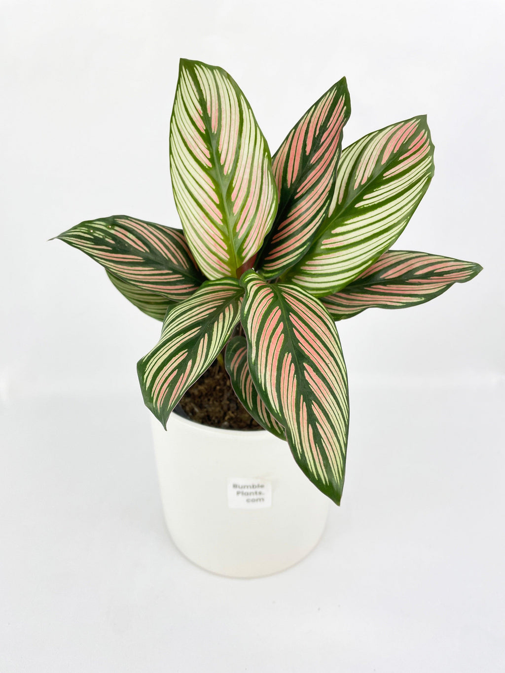 Calathea Majestica 'White Star'