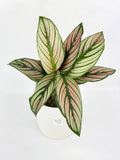 Calathea Majestica 'White Star'