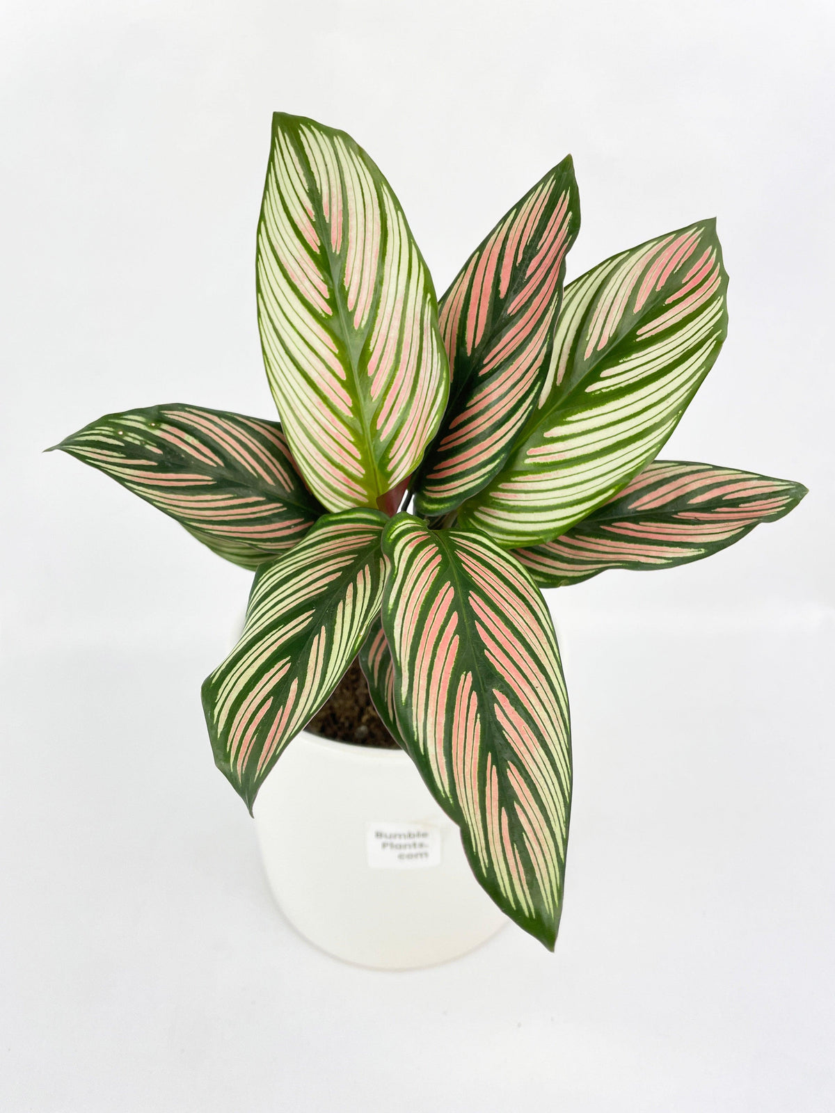 Calathea Majestica 'White Star'