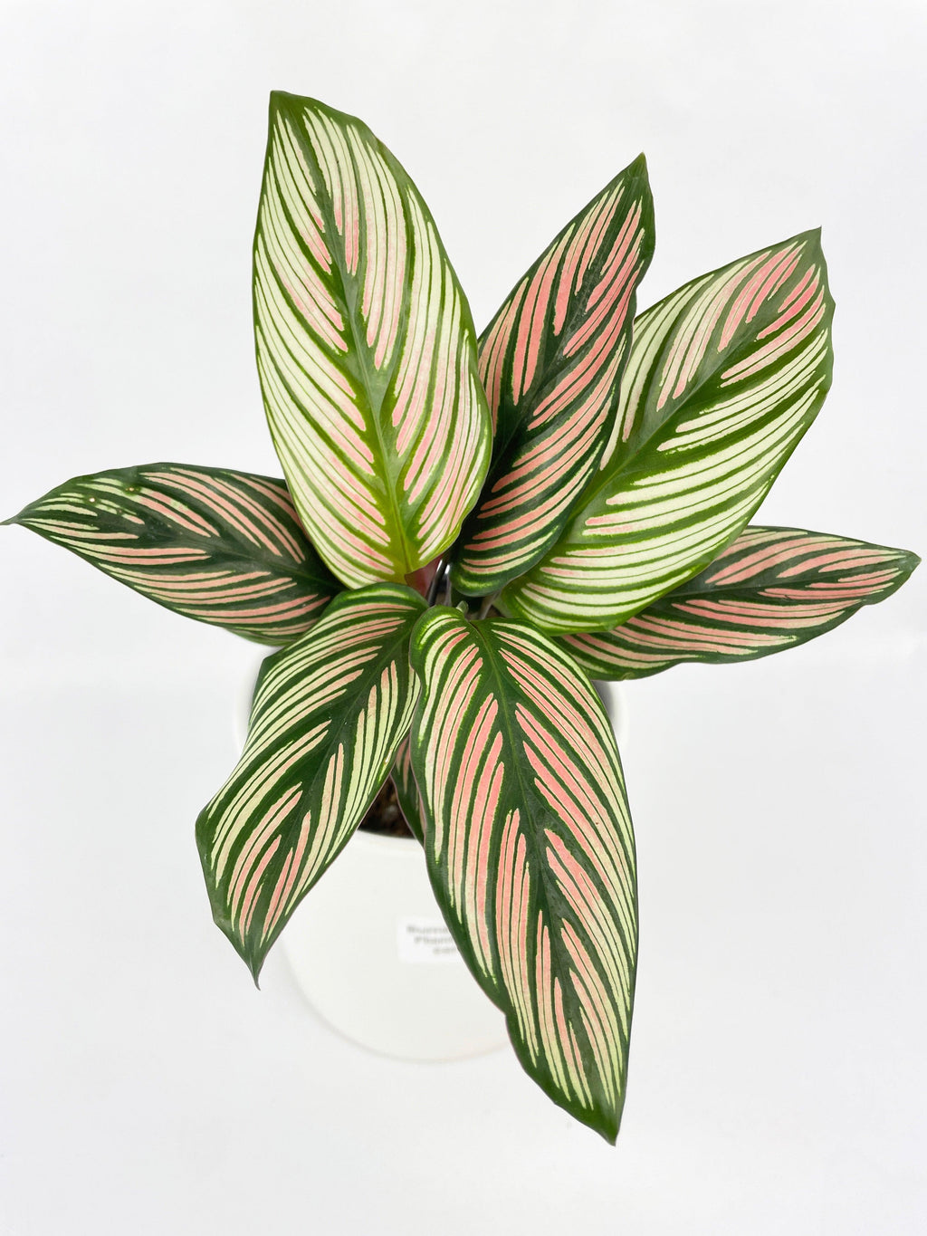 Calathea Majestica 'White Star'